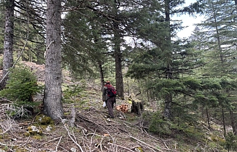 Toroslar'da "Hazine" Mesaisi Başladı: Kilogramı 1.500 TL!