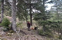 Toroslar'da "Hazine" Mesaisi Başladı: Kilogramı 1.500 TL!