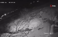 Artvin’de Kurt İstilası: Aç Kalan Sürü Köy Merkezine İndi!