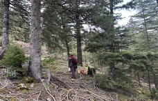 Toroslar'da "Hazine" Mesaisi Başladı: Kilogramı 1.500 TL!