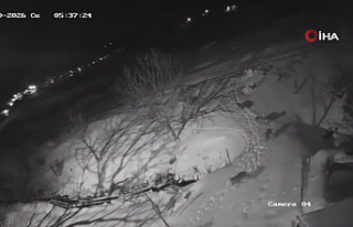 Artvin’de Kurt İstilası: Aç Kalan Sürü Köy...