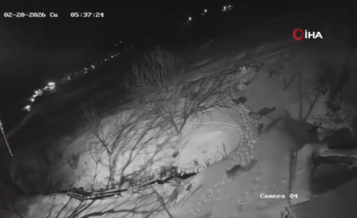 Artvin’de Kurt İstilası: Aç Kalan Sürü Köy Merkezine İndi!