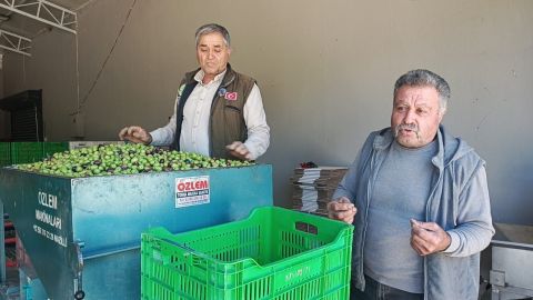 Aydın Karacasu'da zeytinciler dertli